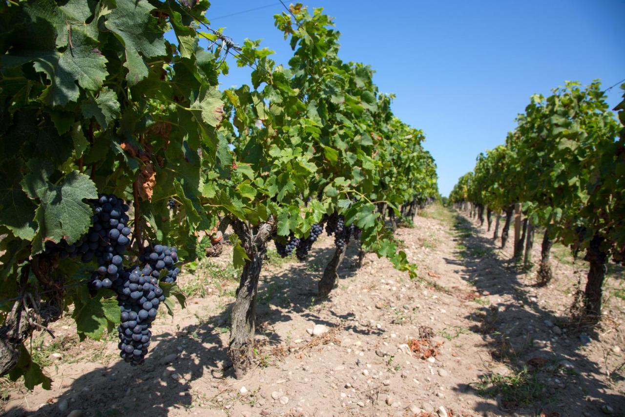 Wine Hote Chambre D'Hotes Le Pian-Medoc Exterior photo